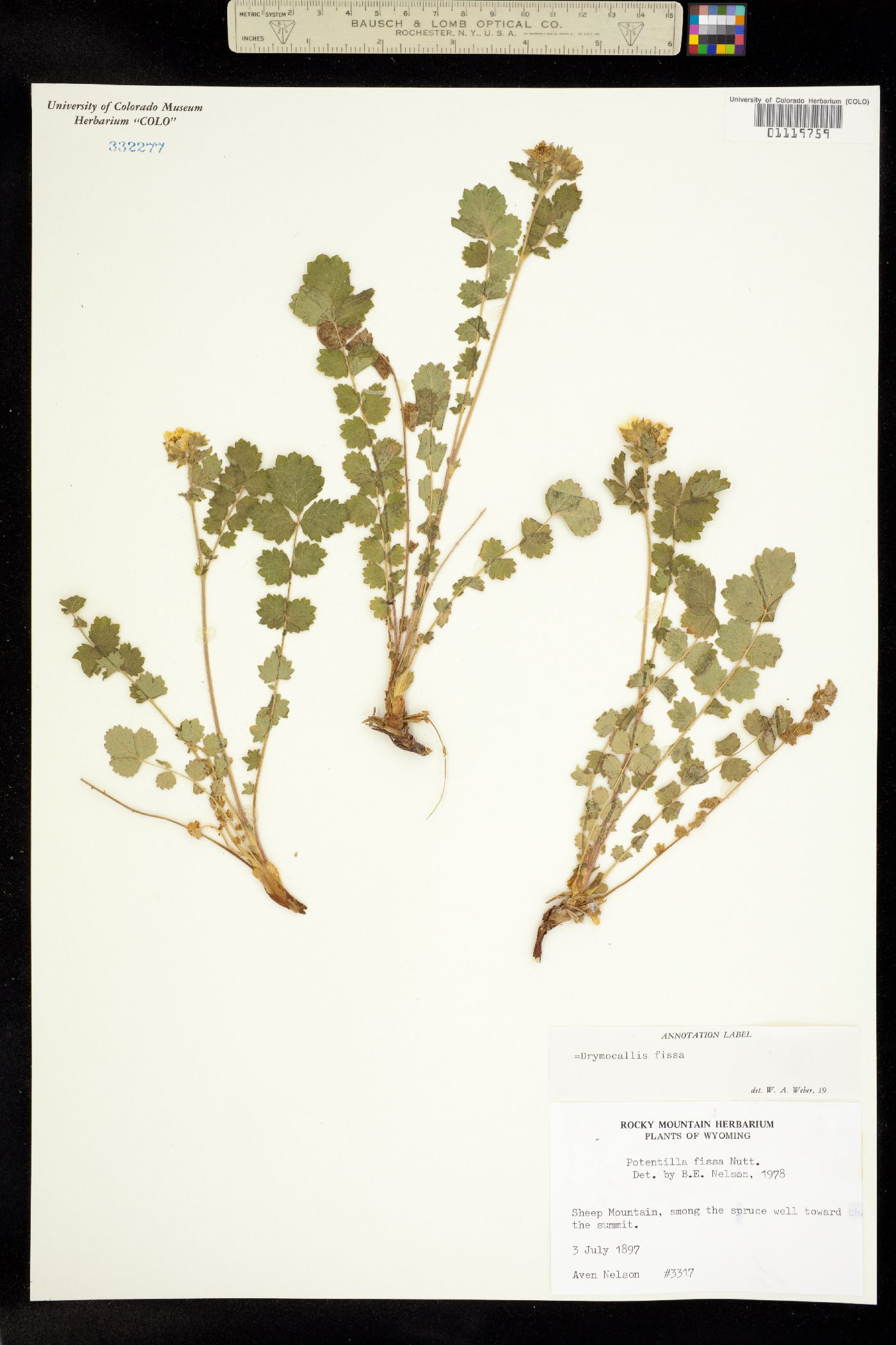 Drymocallis fissa image