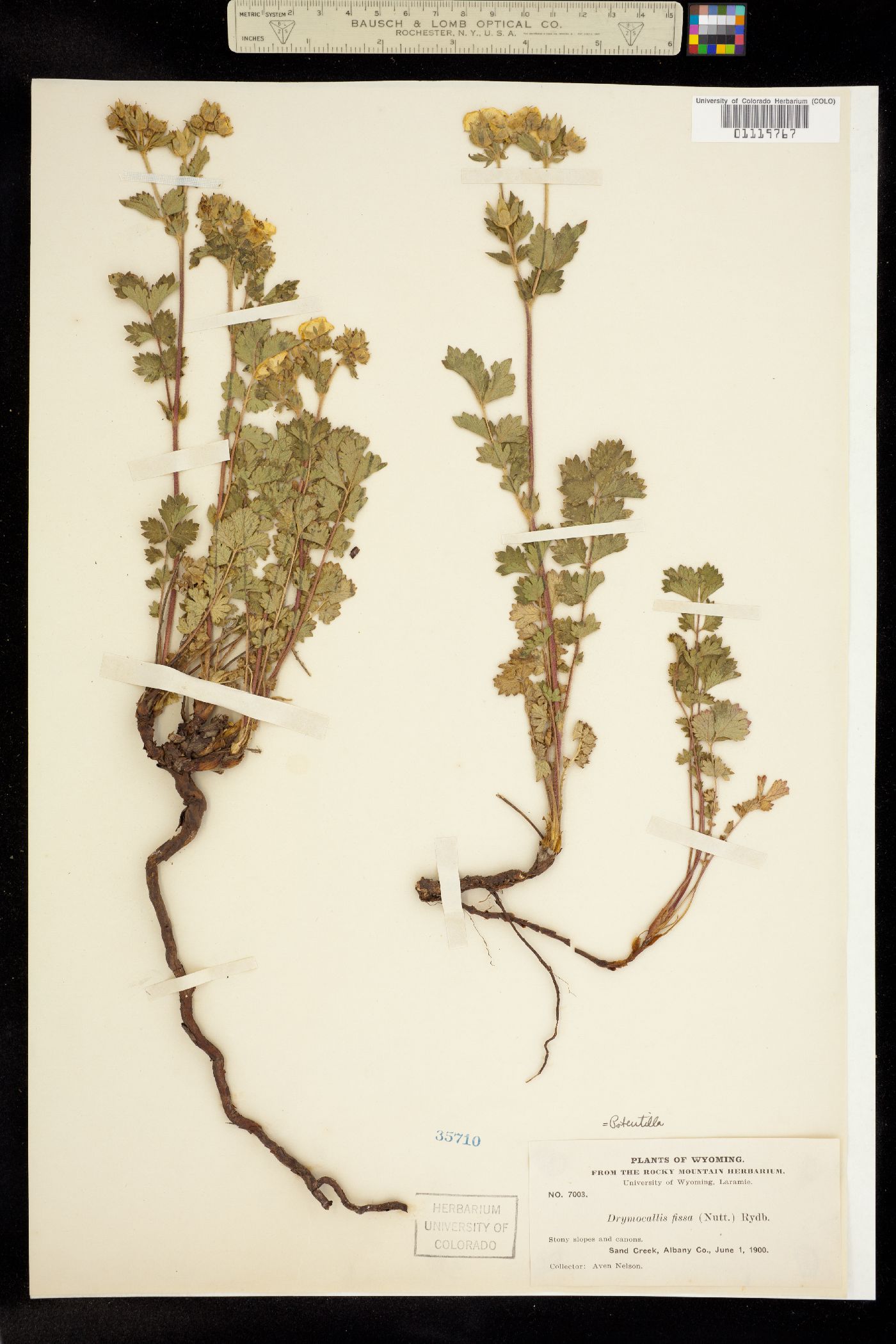 Drymocallis fissa image