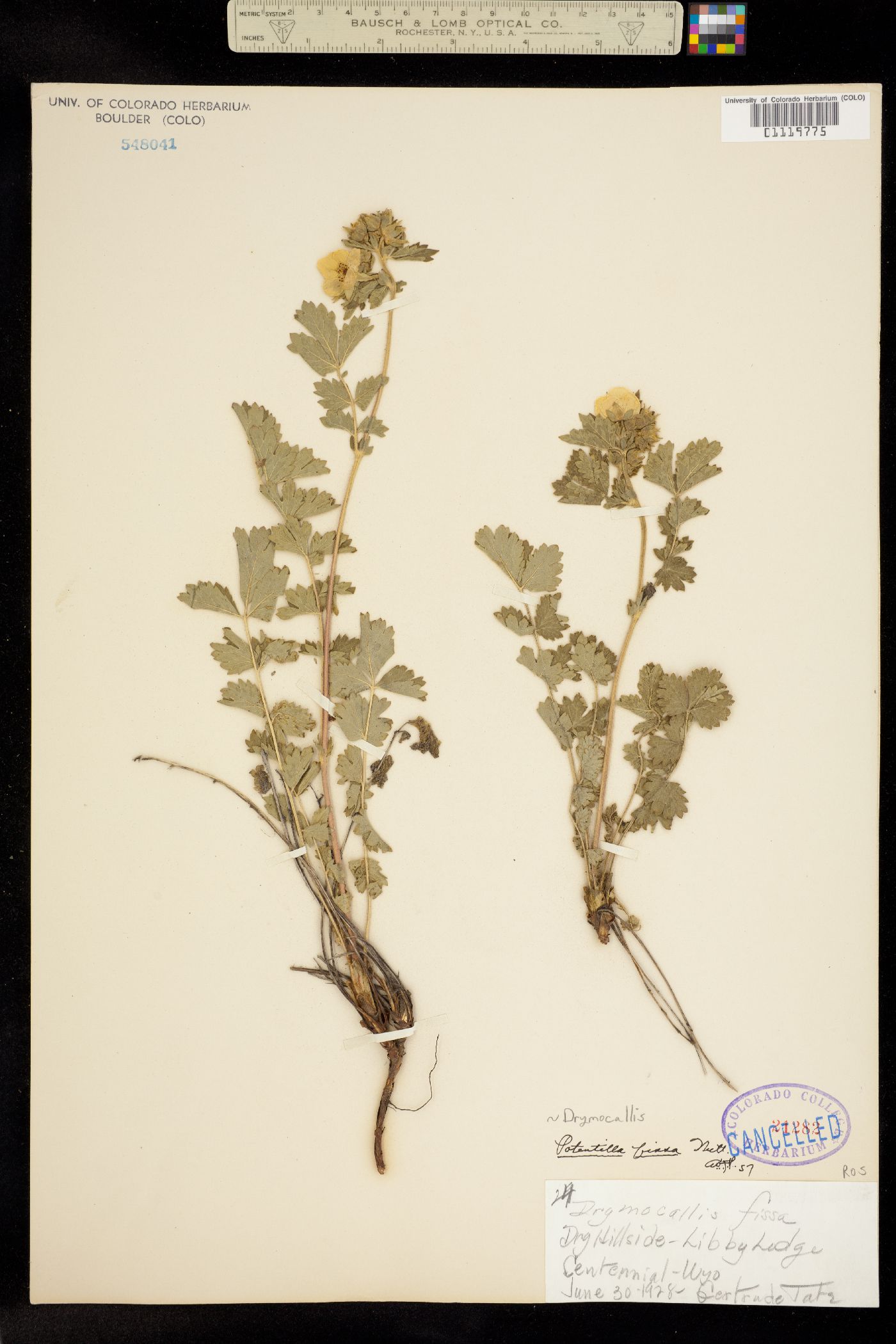 Drymocallis fissa image