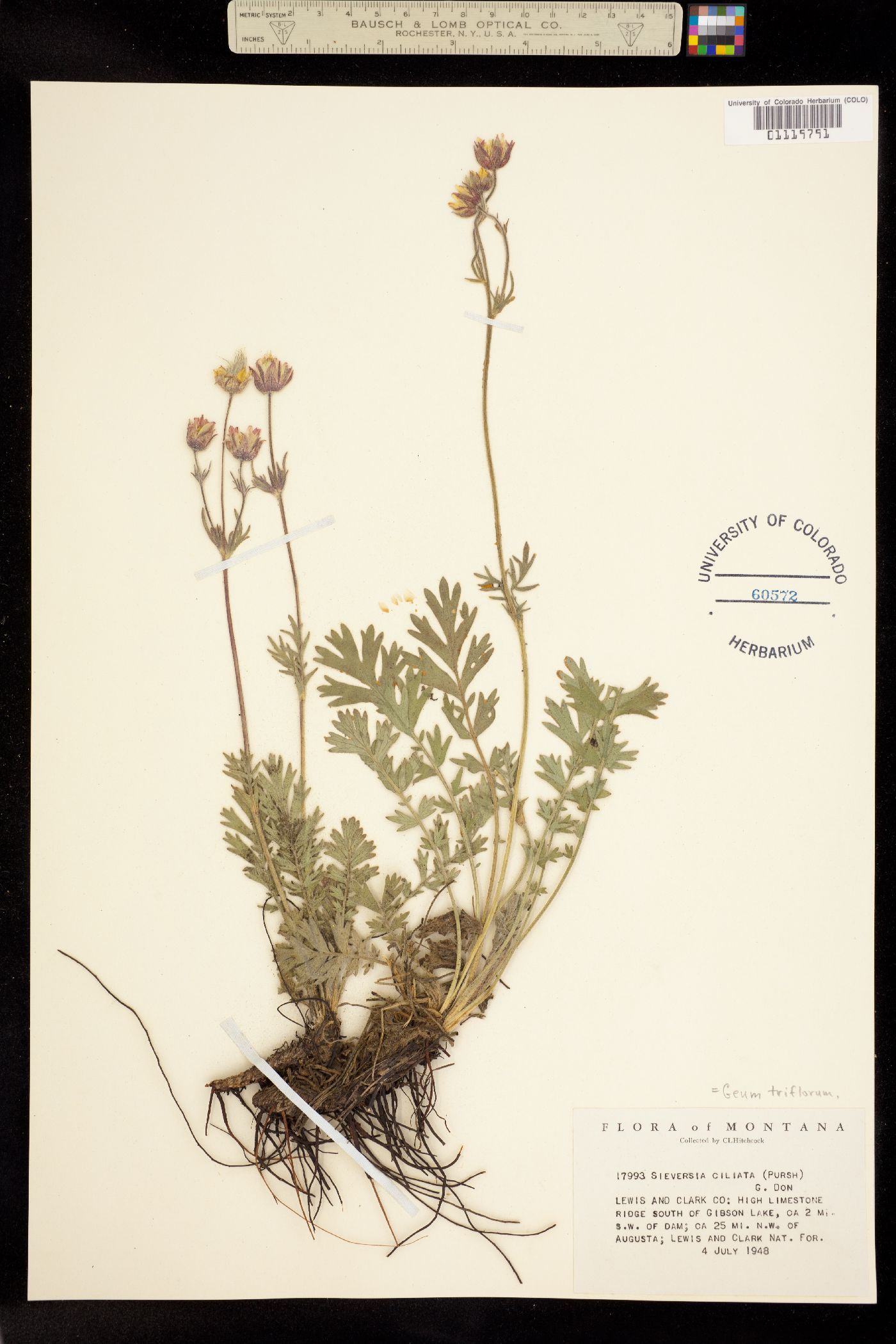 Geum triflorum var. triflorum image