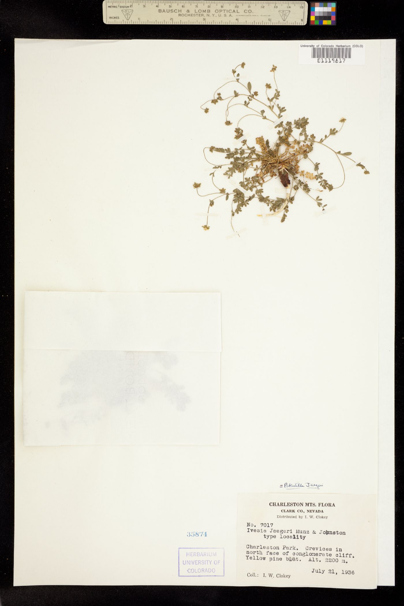 Ivesia jaegeri image