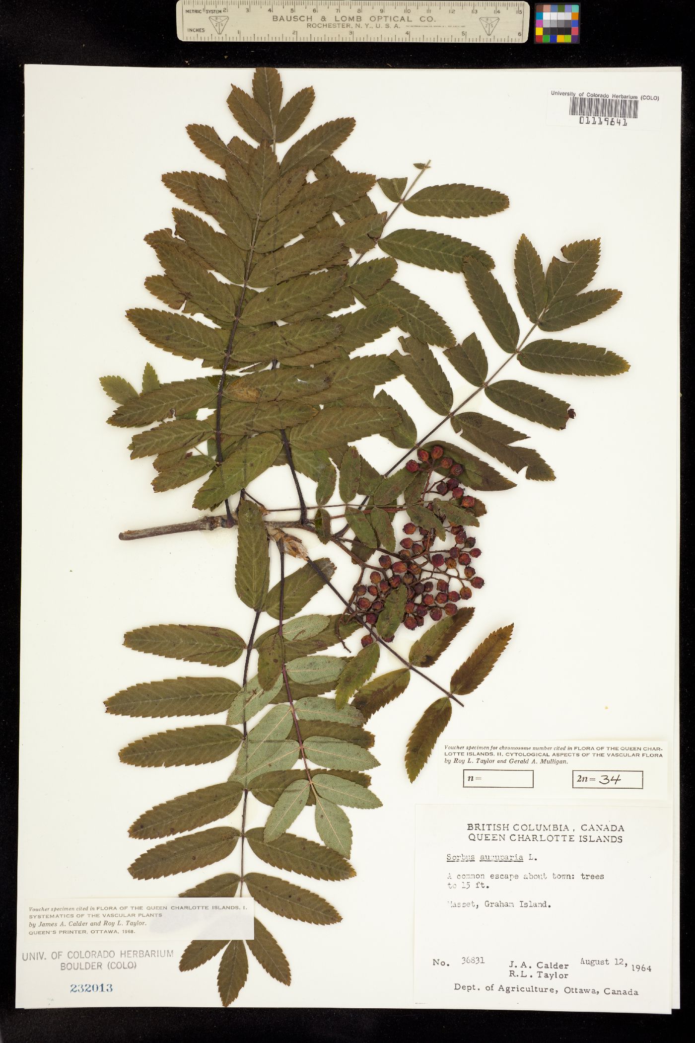 Sorbus aucuparia image