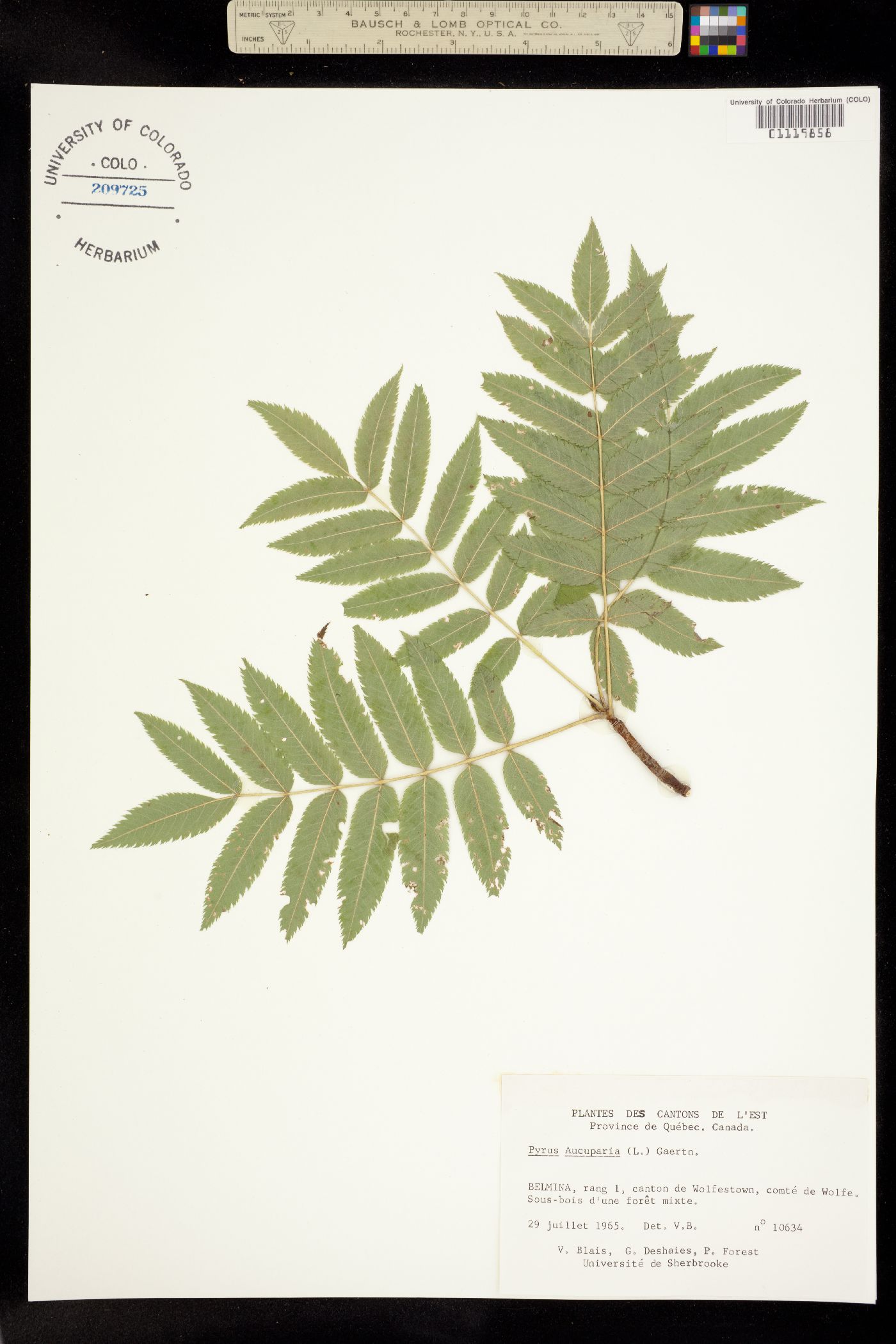 Sorbus aucuparia image