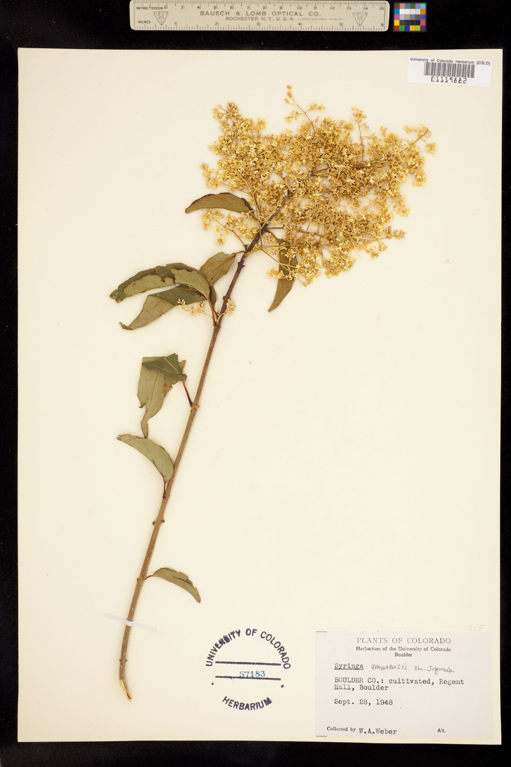 Syringa reticulata ssp. reticulata image