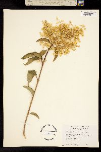 Syringa amurensis var. japonica image