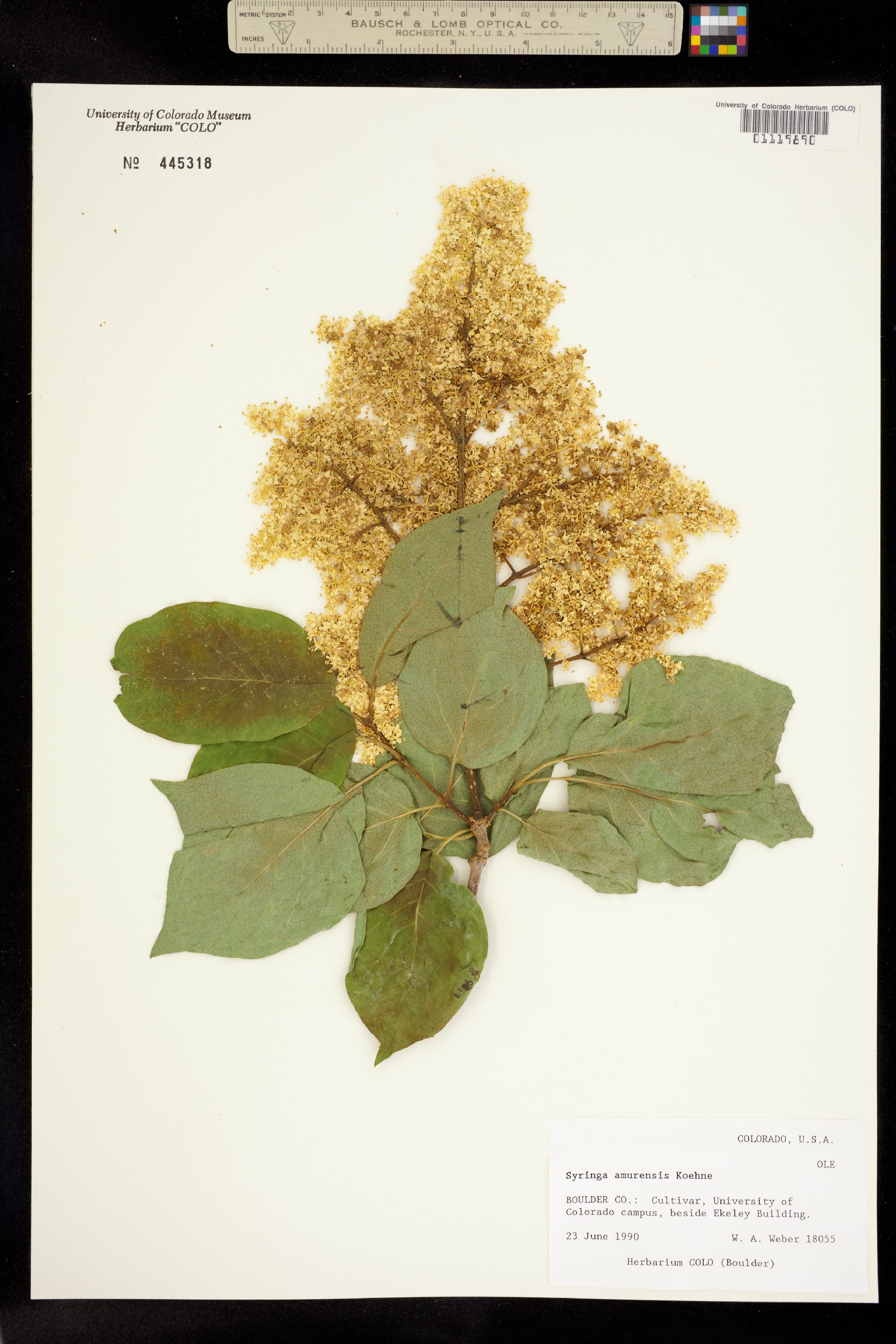 Syringa reticulata ssp. amurensis image