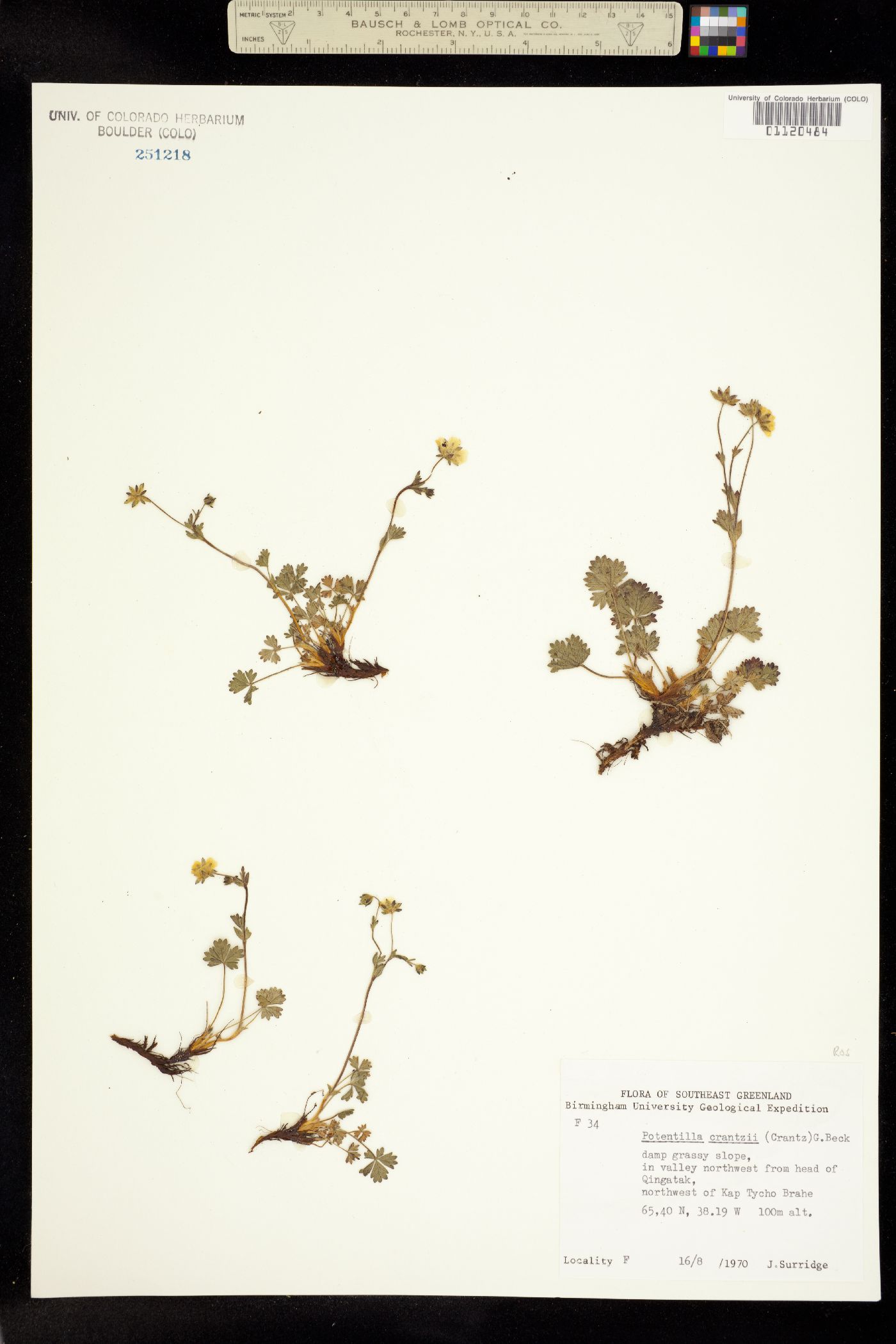 Potentilla crantzii image