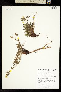 Potentilla X diversifolia image