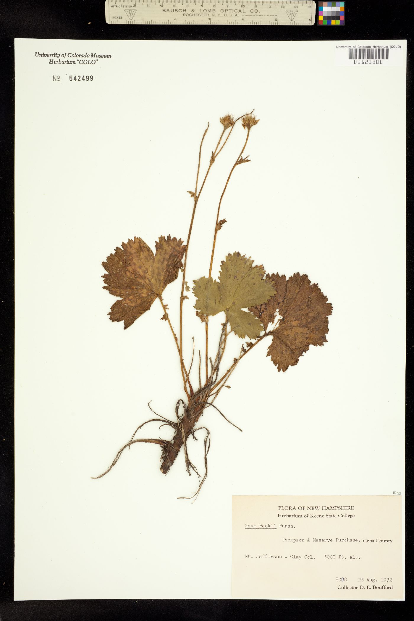 Geum peckii image