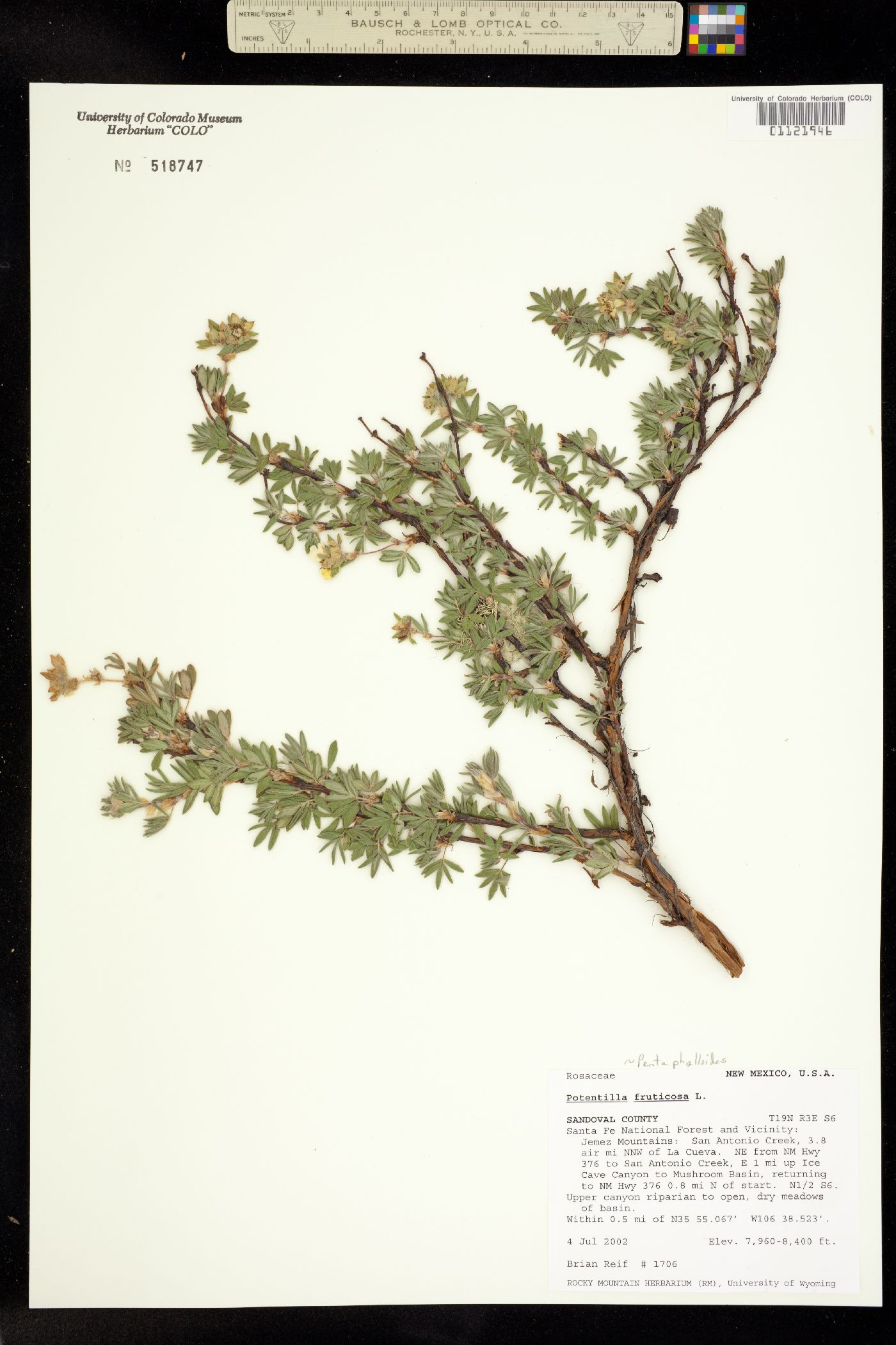 Dasiphora fruticosa image