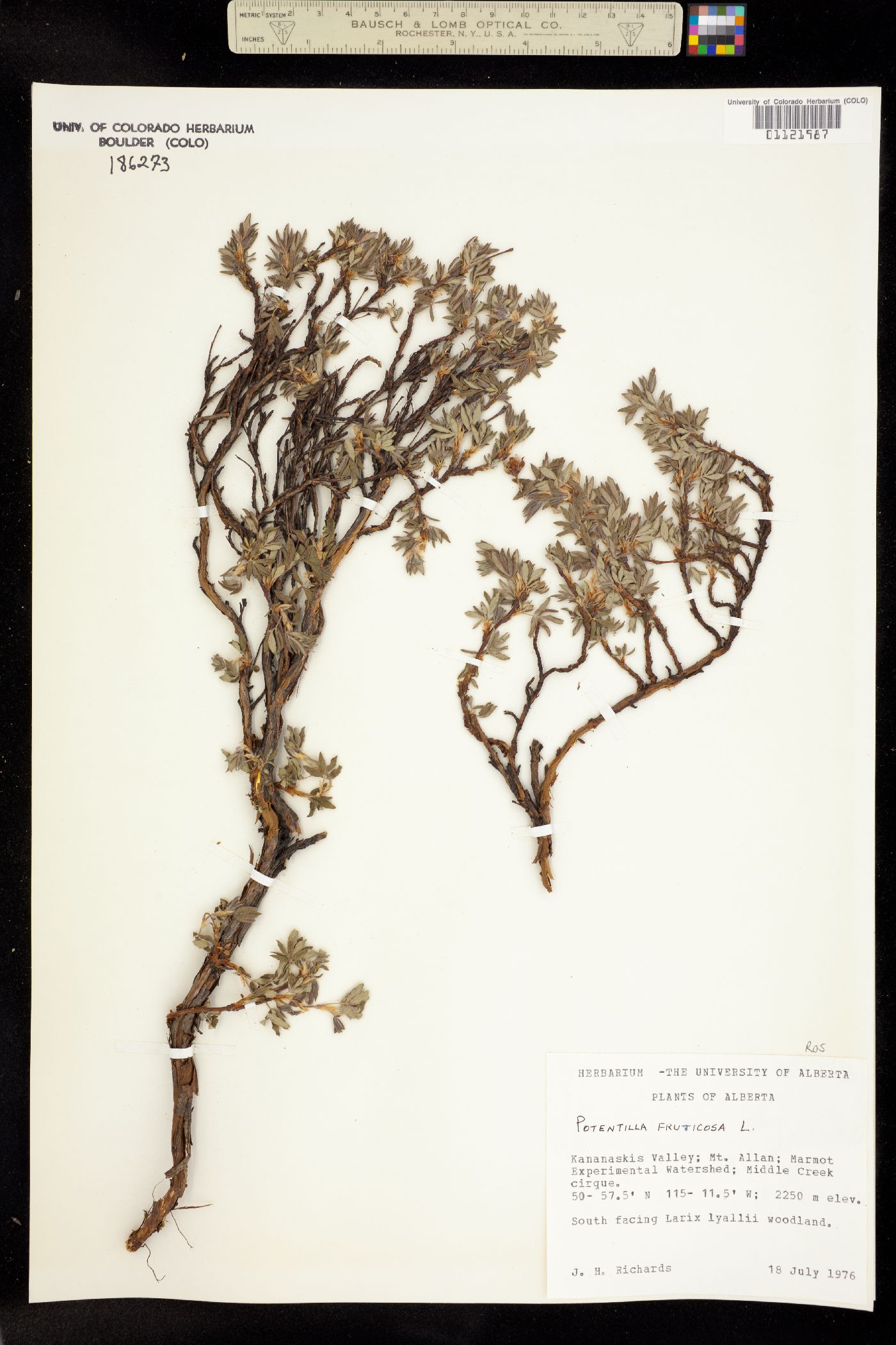 Dasiphora fruticosa image