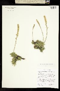 Petrophytum caespitosum image