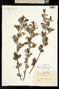 Photinia arbutifolia image