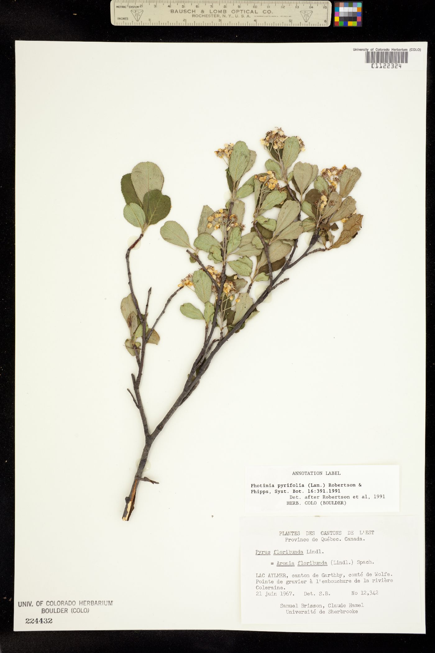 Heteromeles arbutifolia image