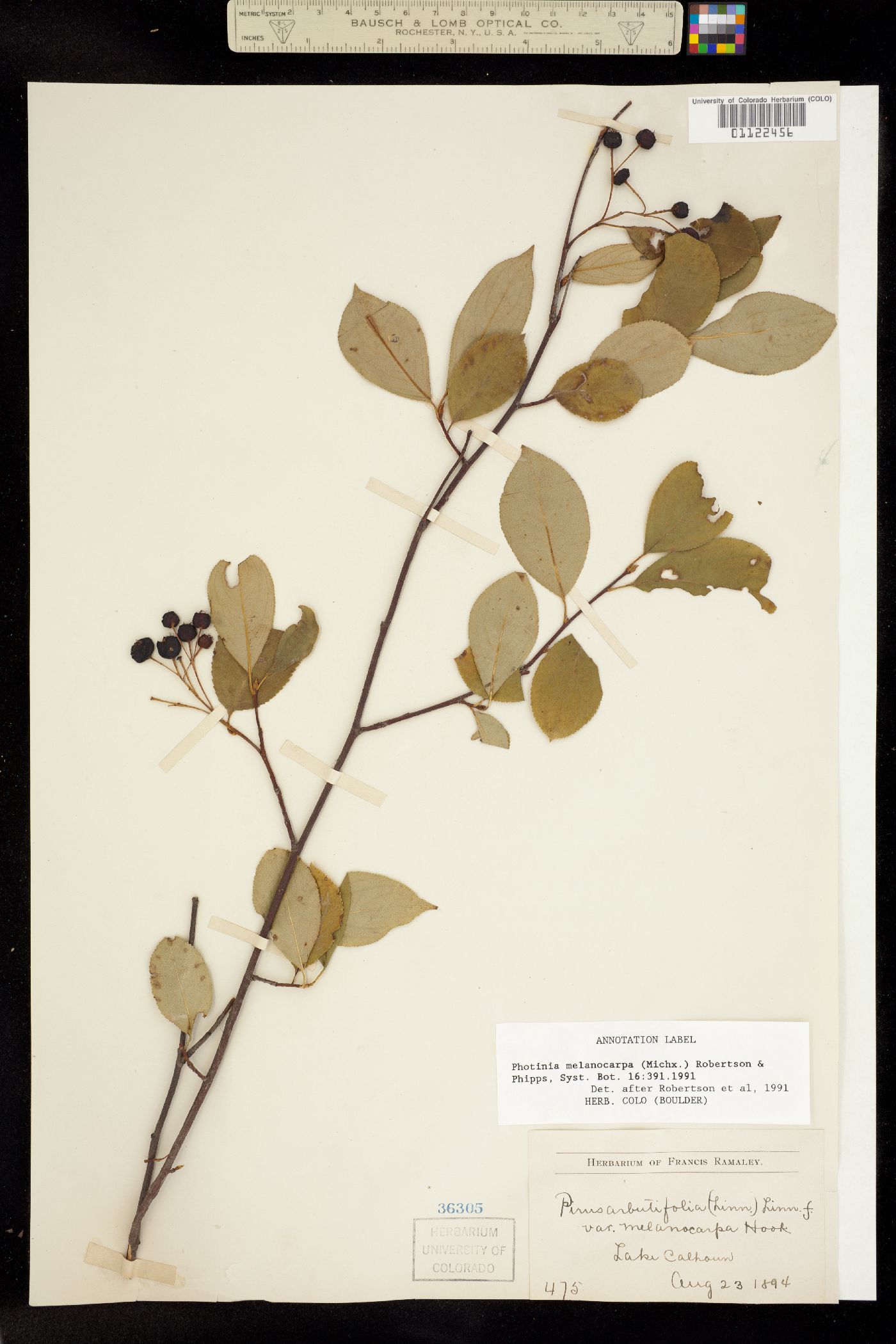 Aronia melanocarpa image