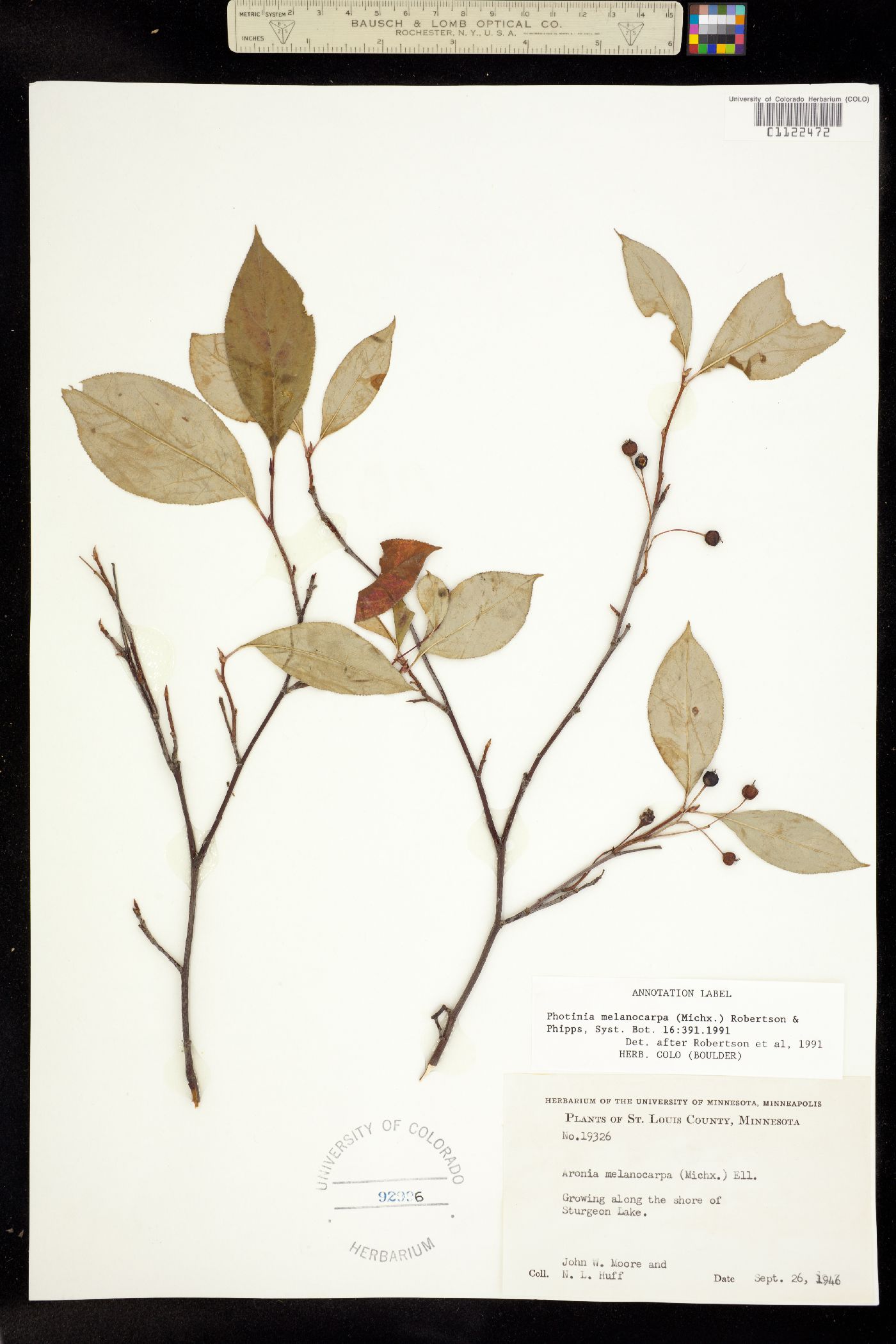 Aronia melanocarpa image