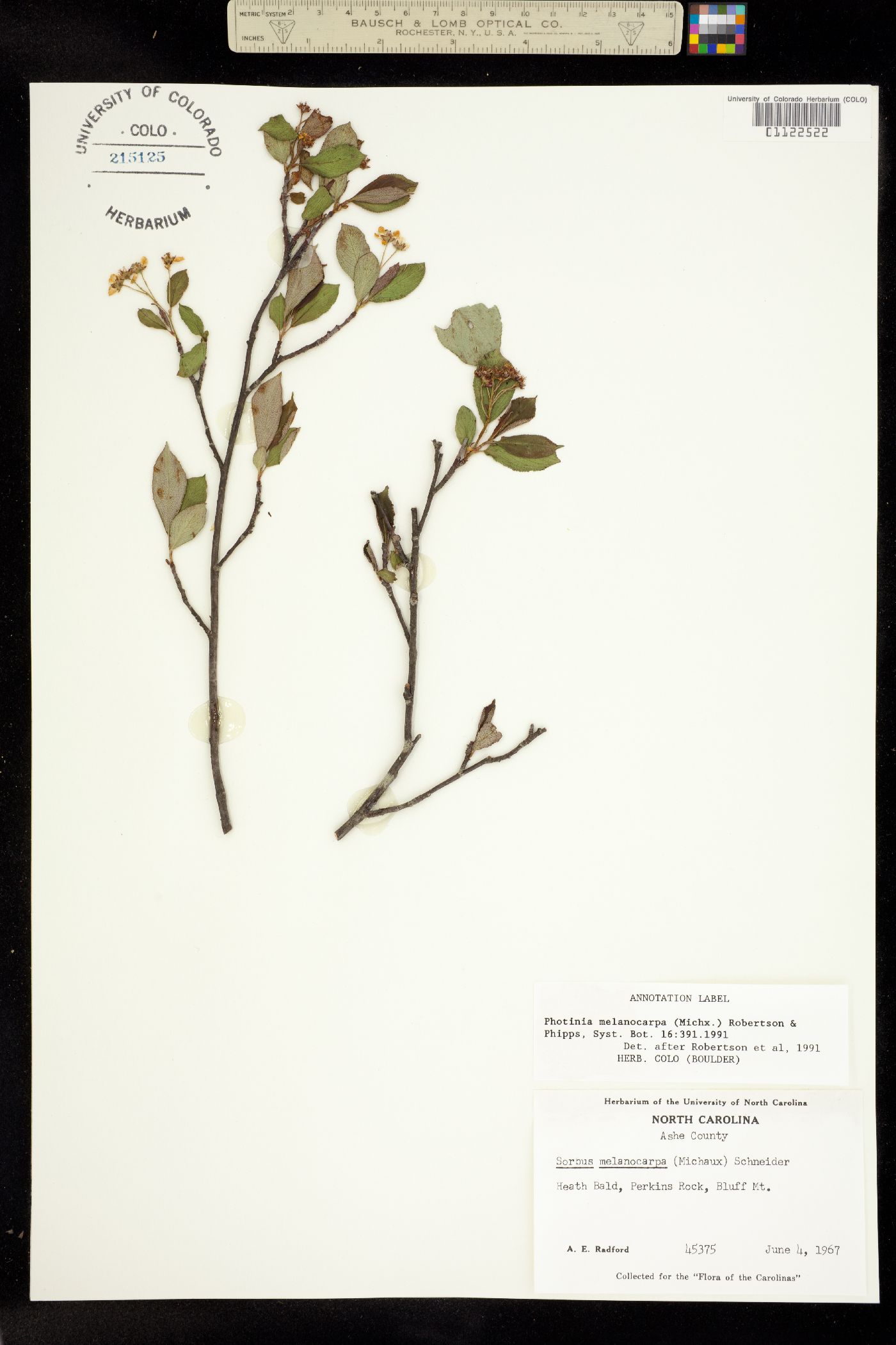 Photinia melanocarpa image