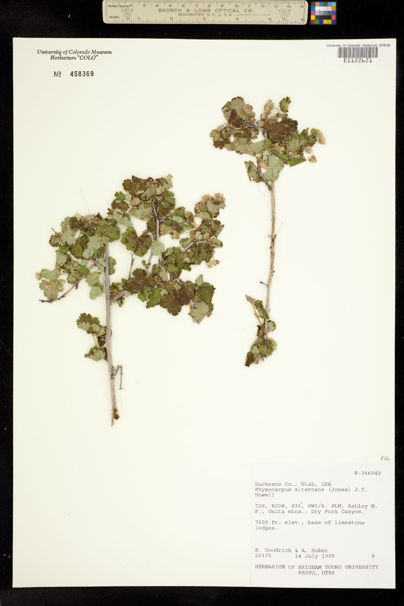 Physocarpus alternans image