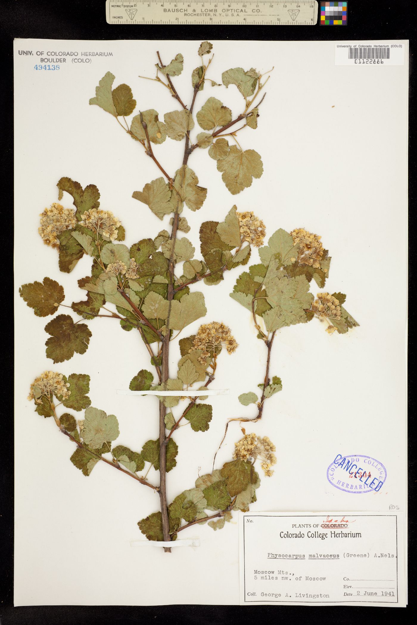 Physocarpus malvaceus image