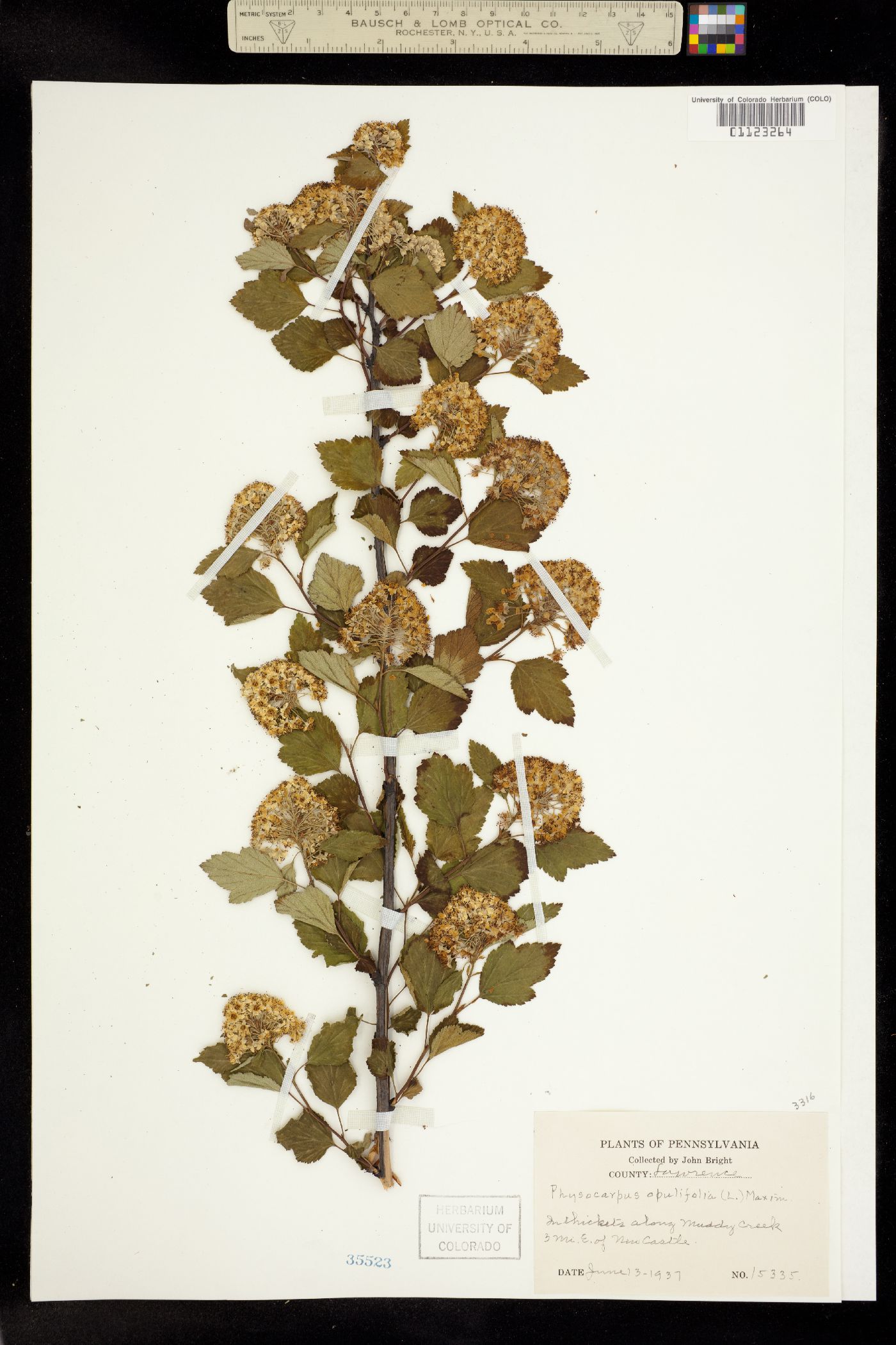 Physocarpus monogynus image