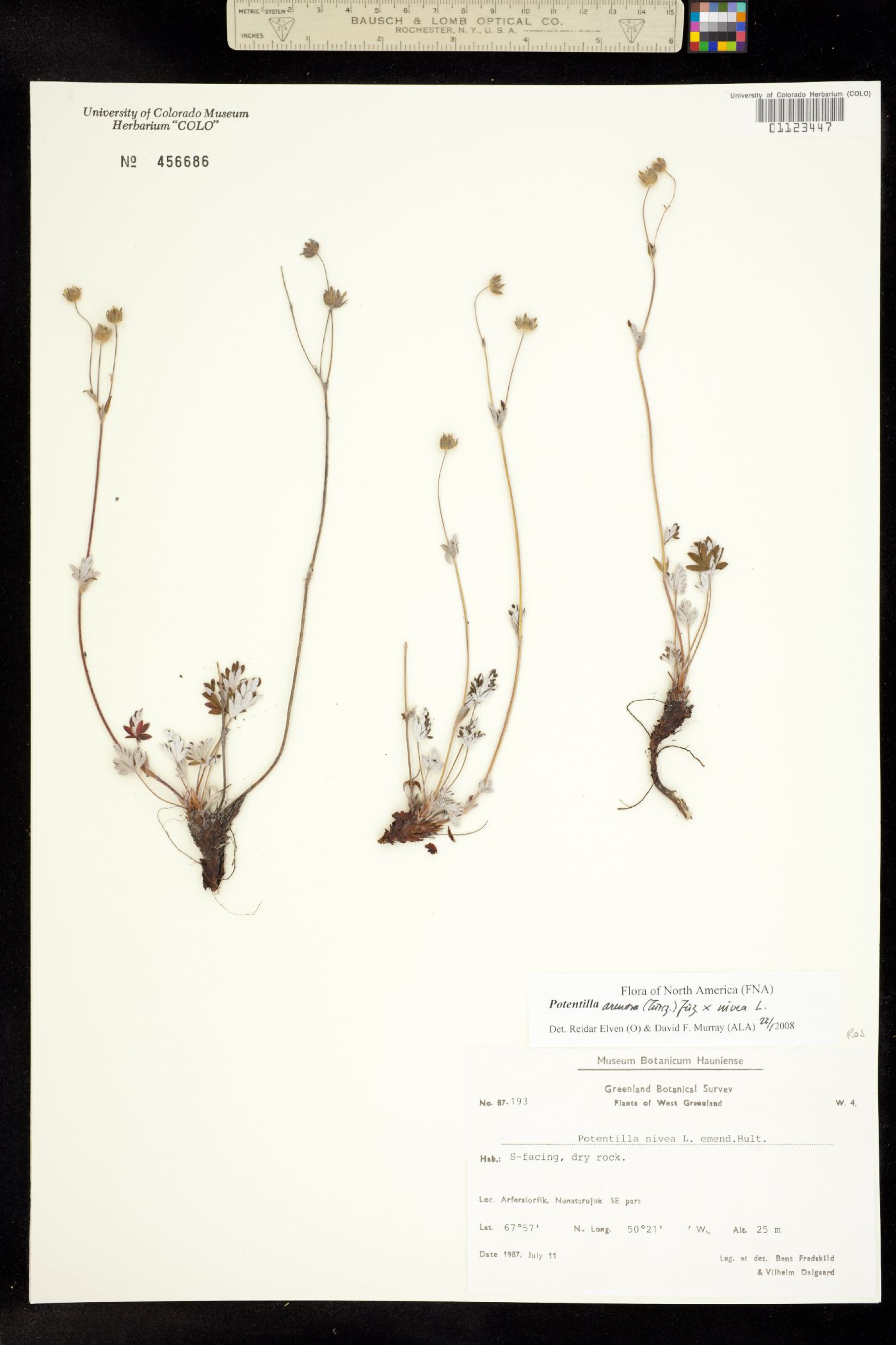 Potentilla arenosa image