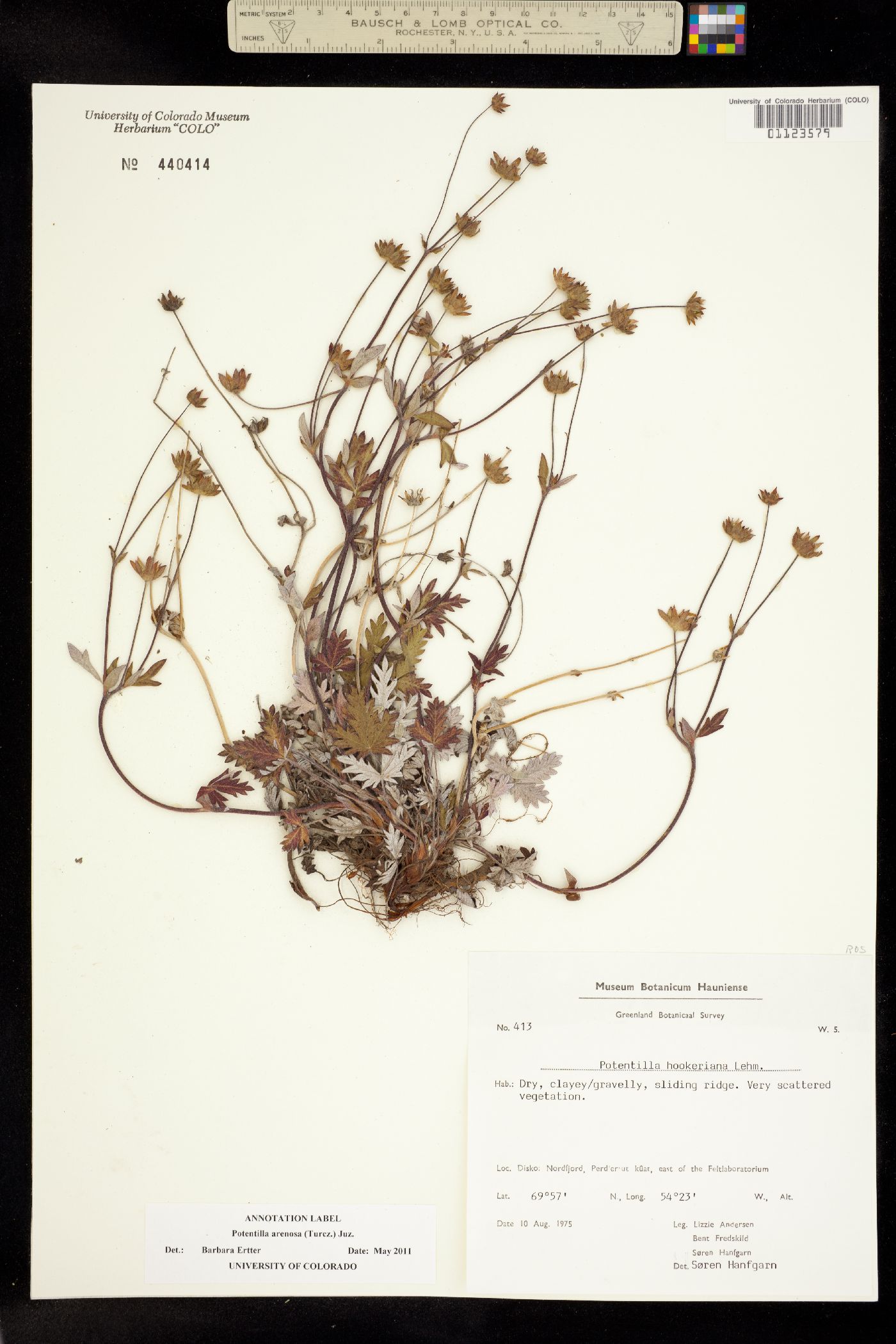 Potentilla arenosa image