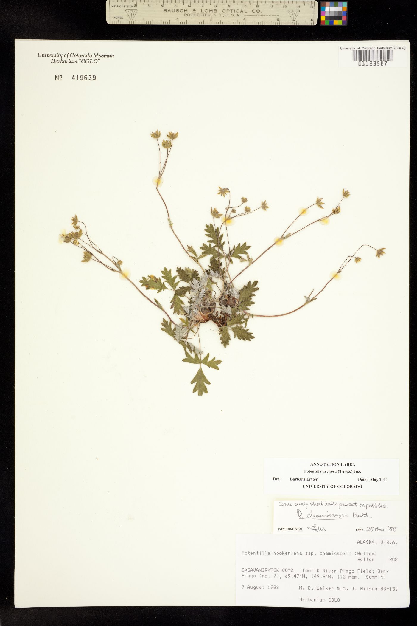 Potentilla arenosa image