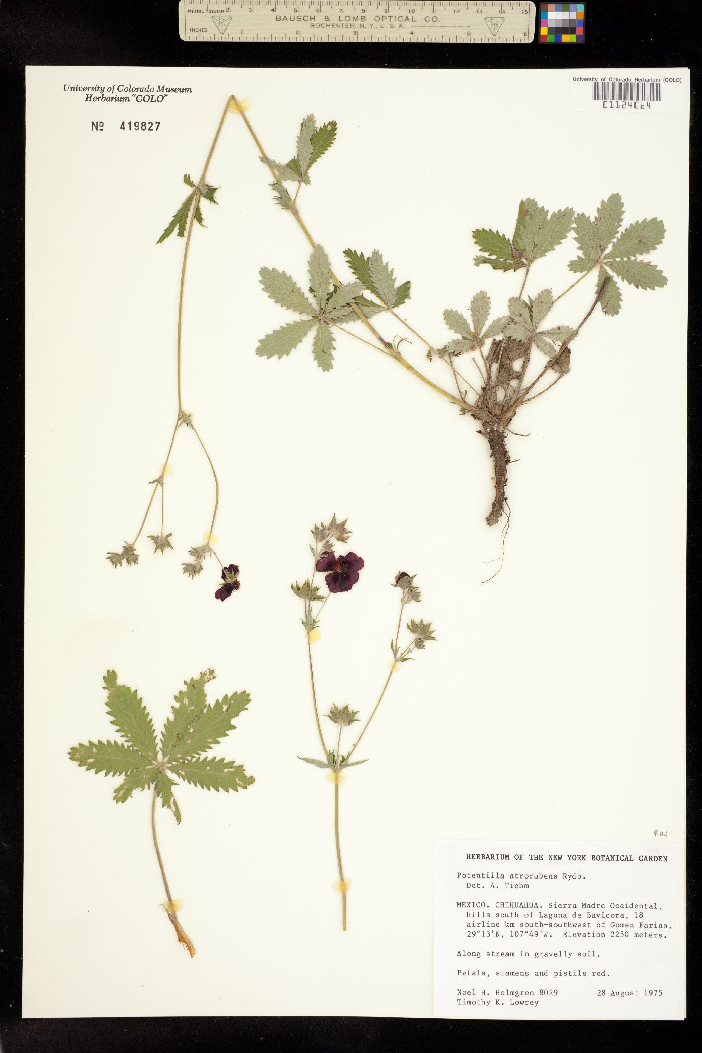 Potentilla thurberi var. atrorubens image