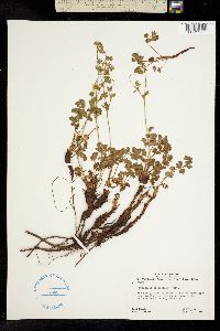 Image of Potentilla brevifolia