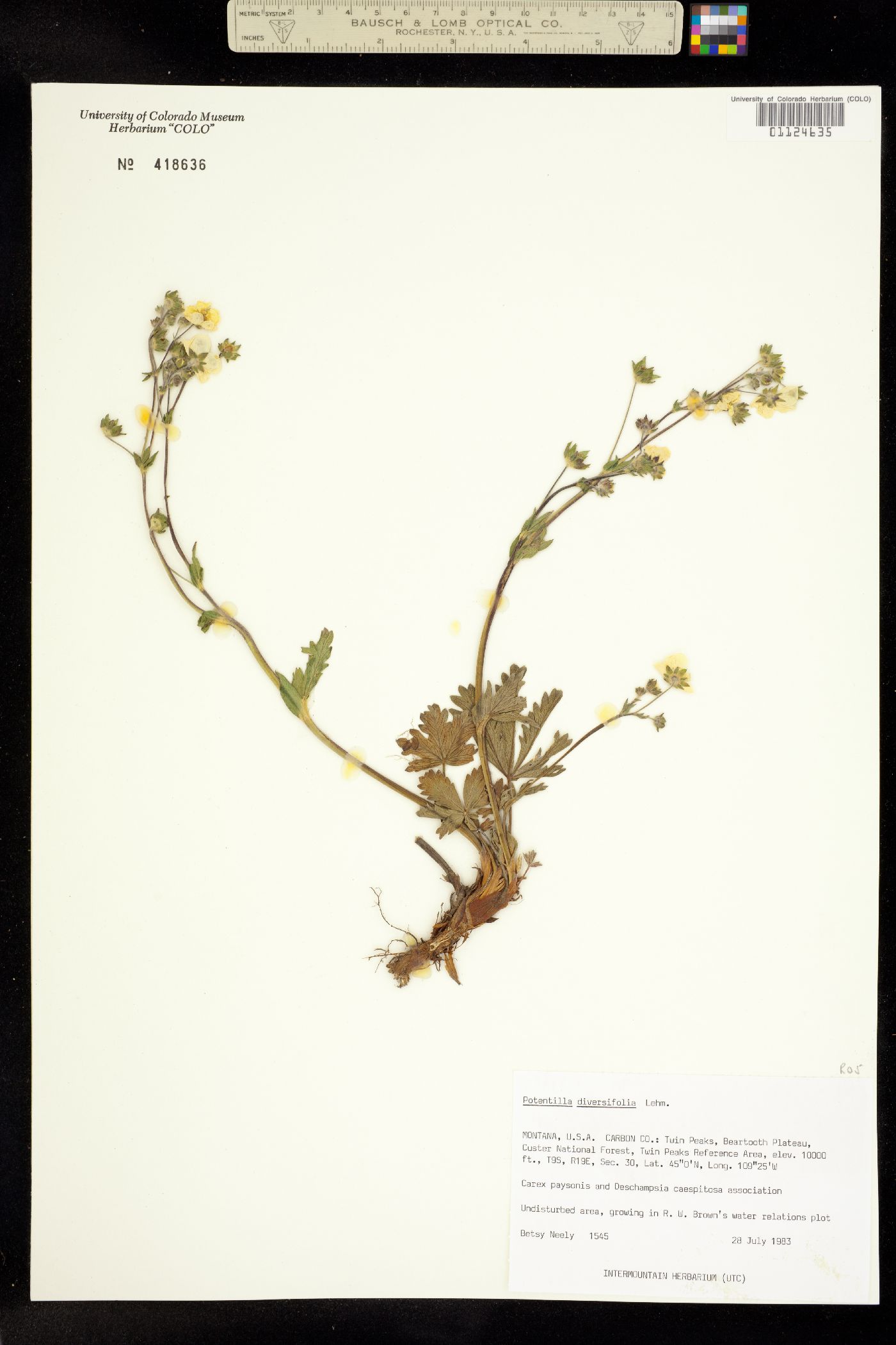 Potentilla diversifolia image