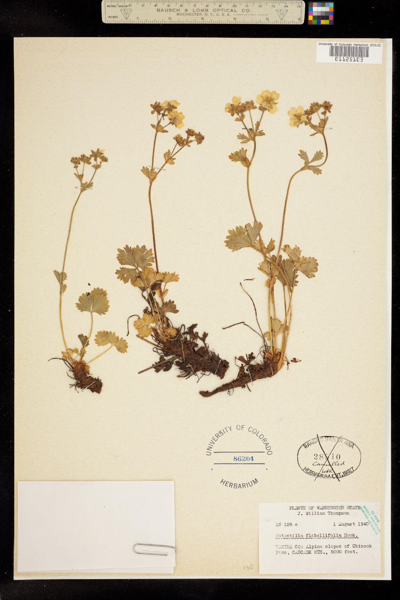 Potentilla flabellifolia image