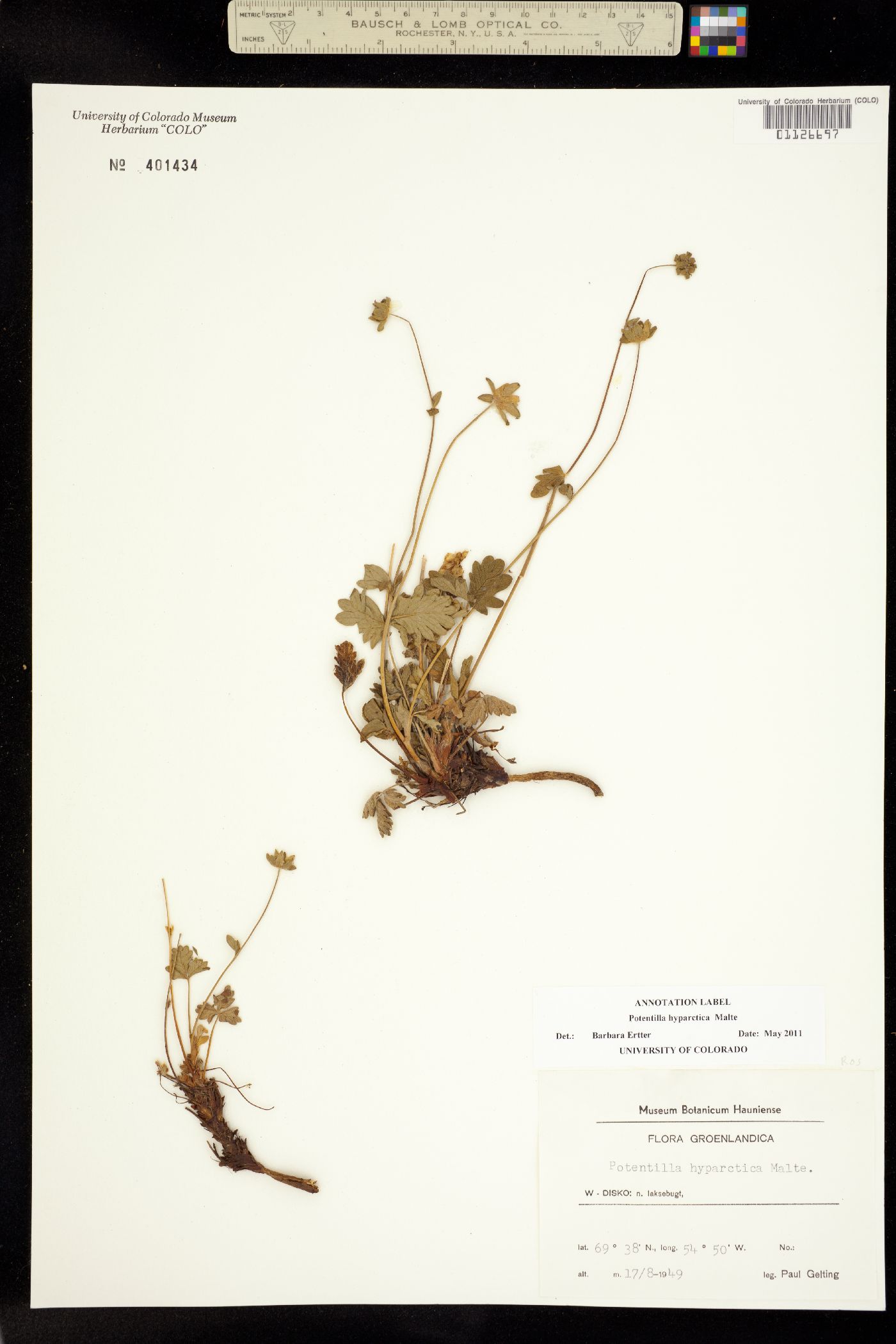 Potentilla hyparctica image