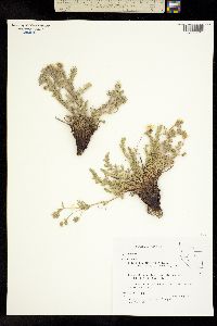 Potentilla millefolia image