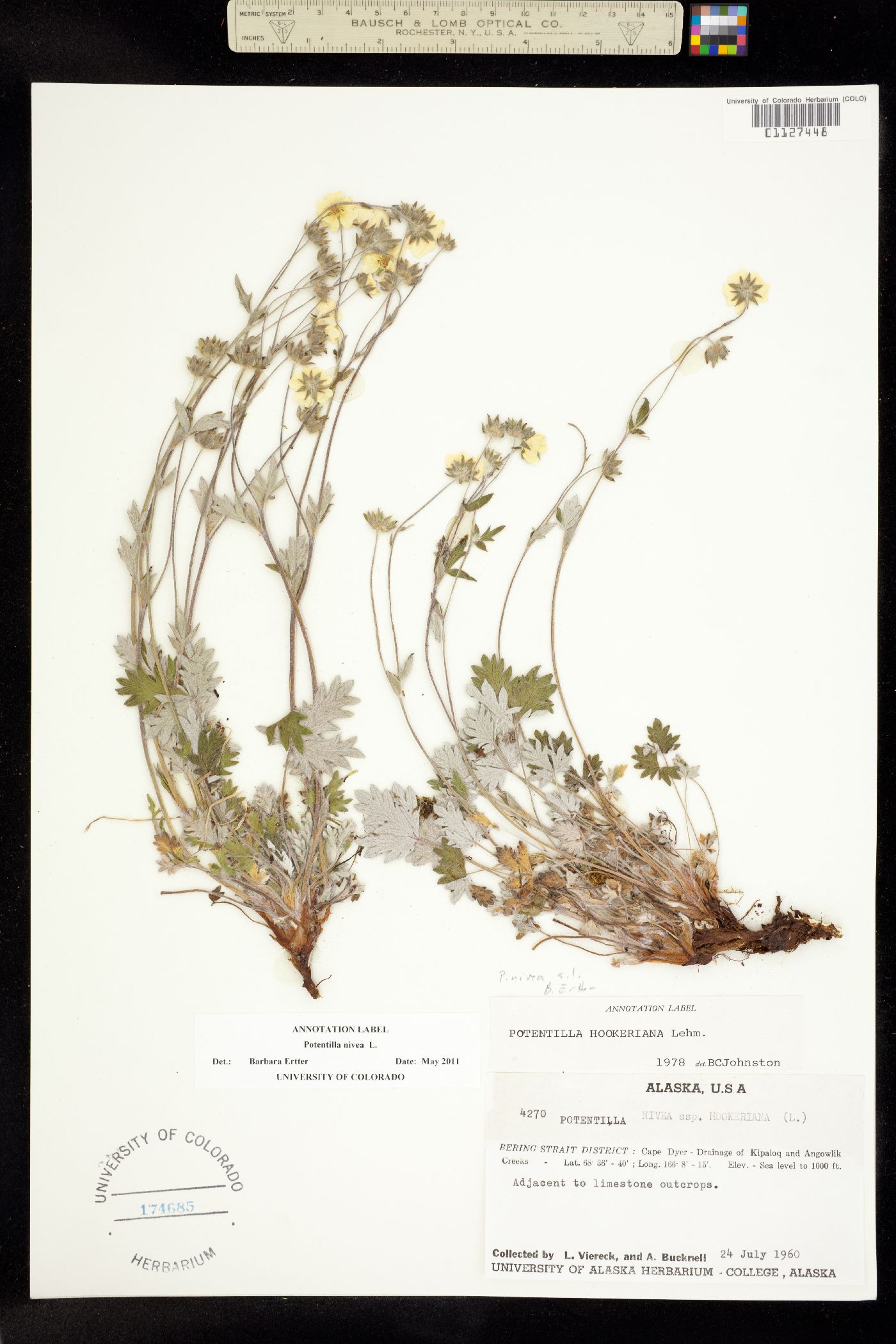 Potentilla nivea image