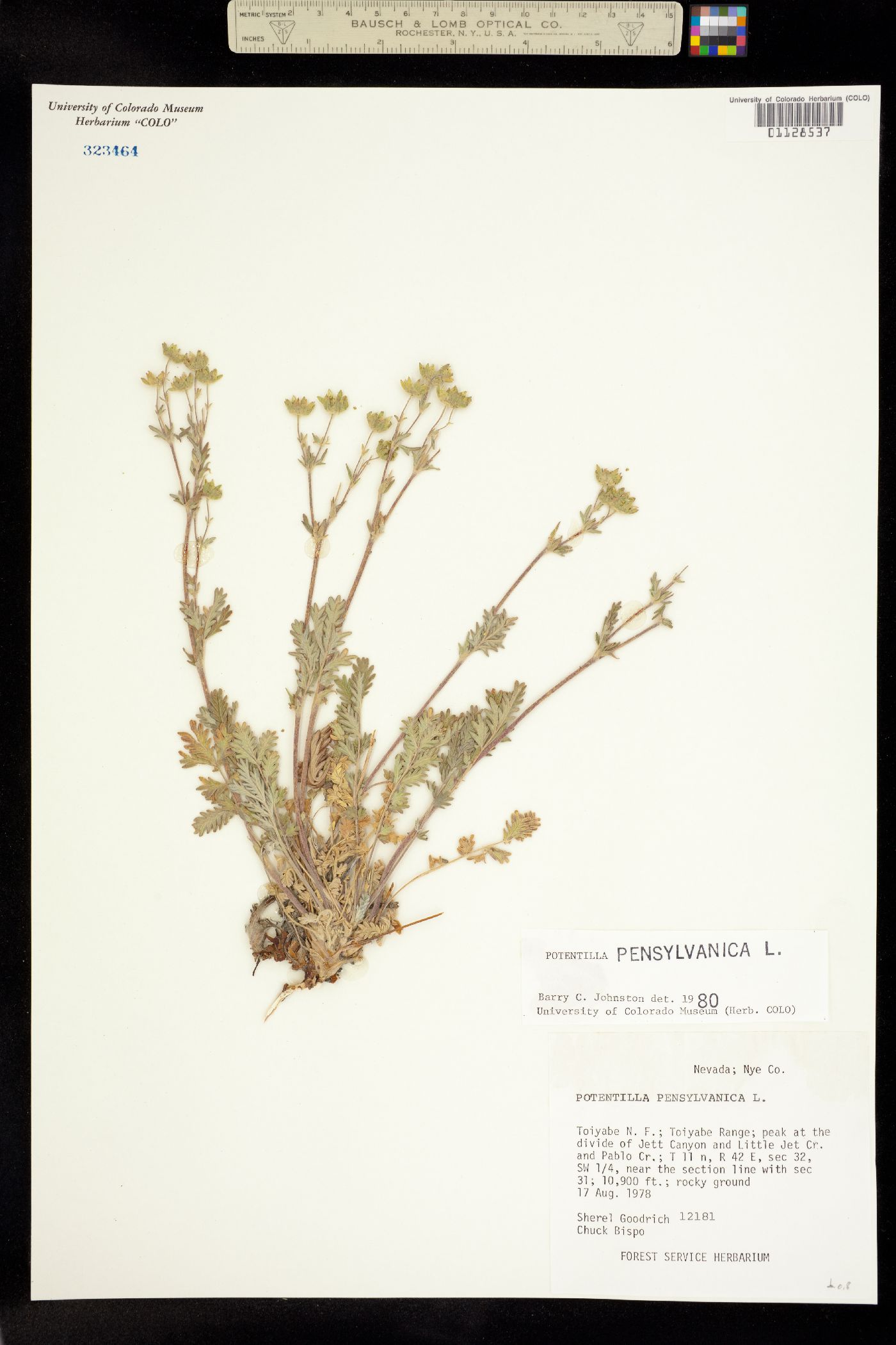 Potentilla pensylvanica image
