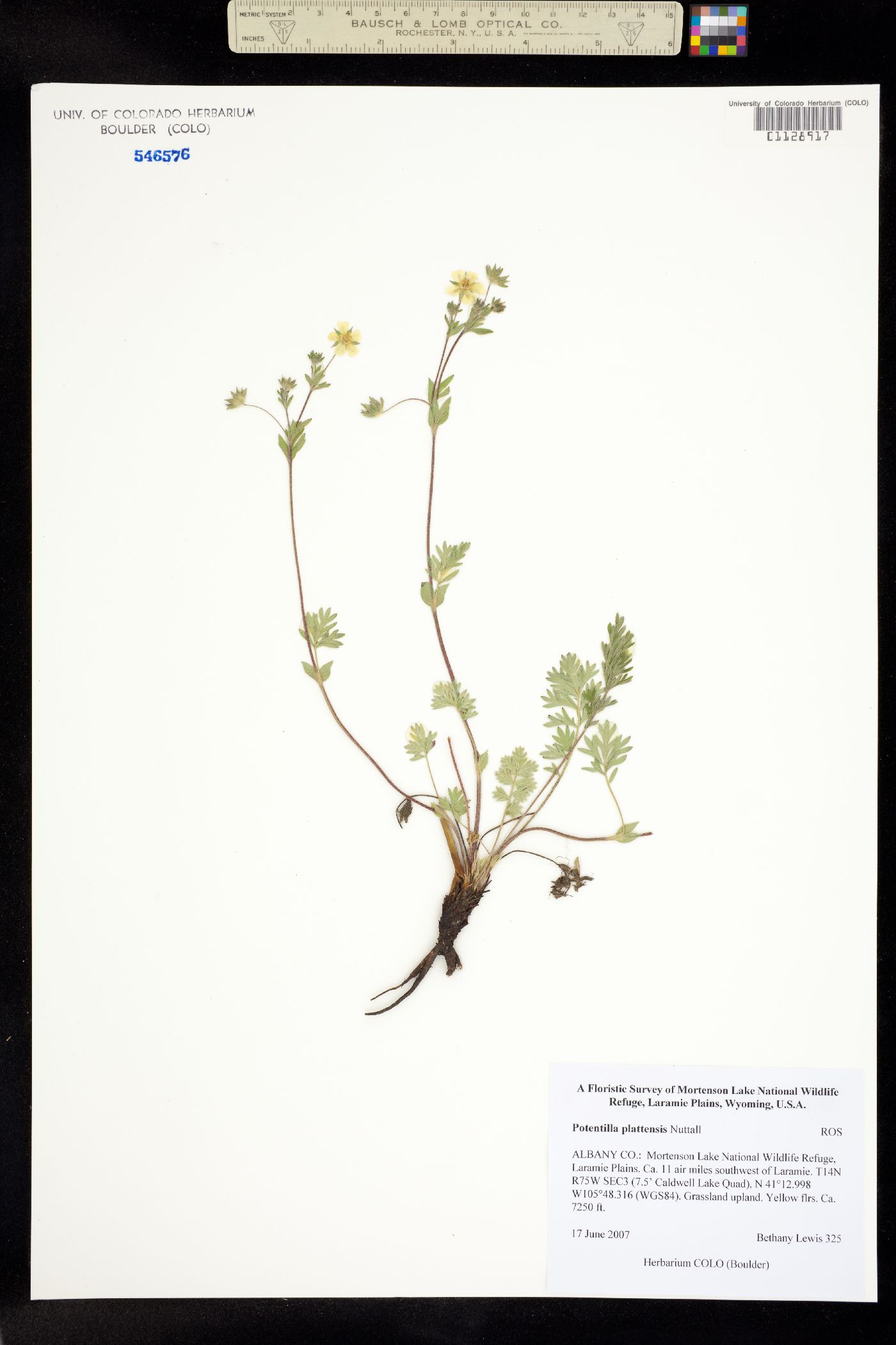 Potentilla plattensis image