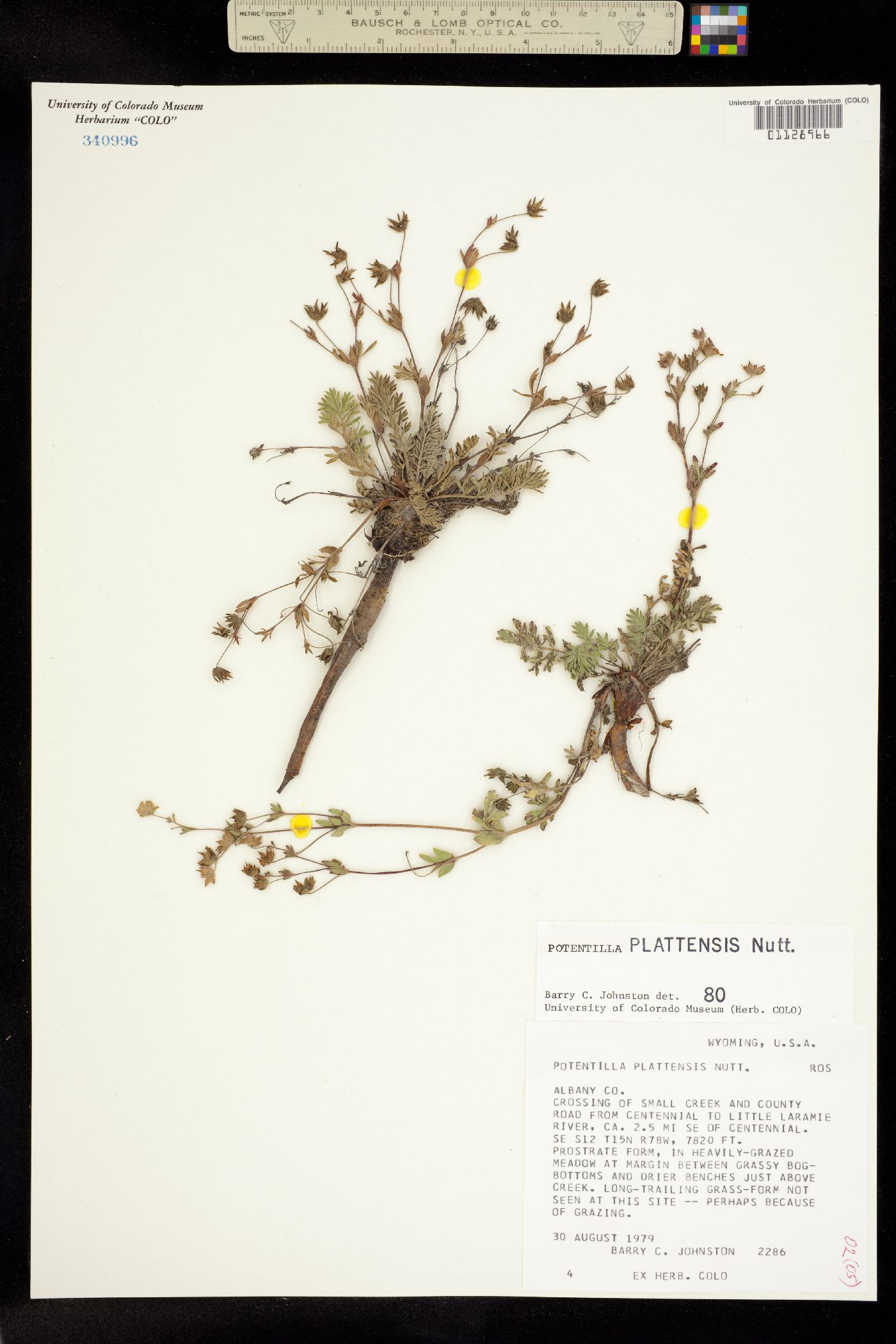 Potentilla plattensis image