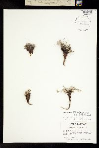 Image of Potentilla pseudosericea
