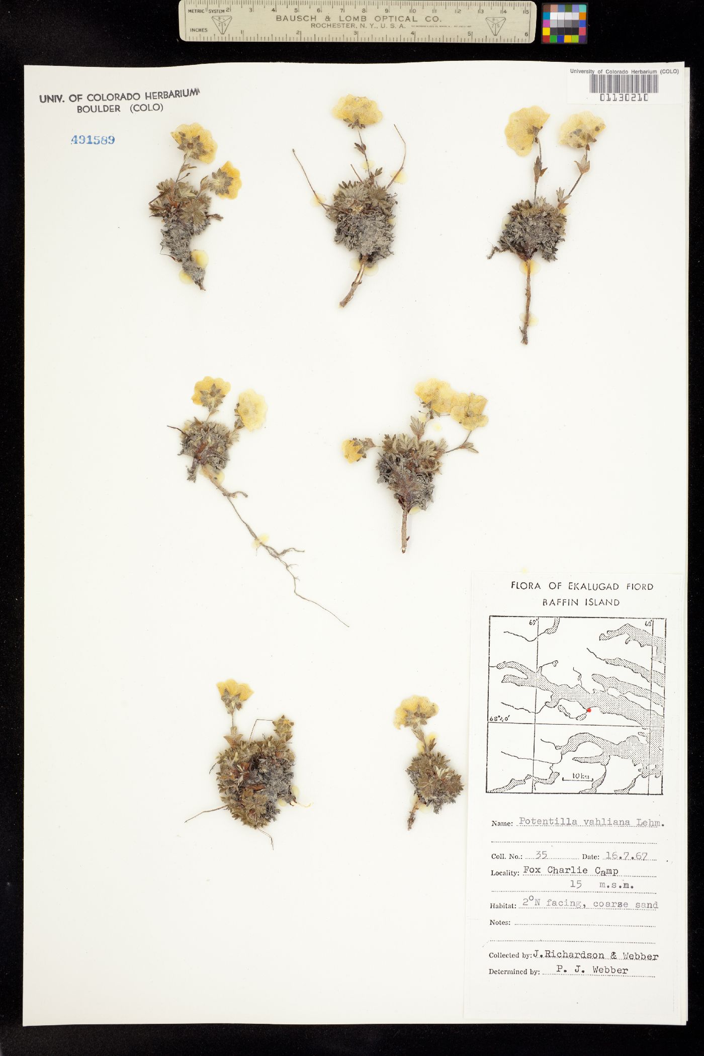 Potentilla vahliana image