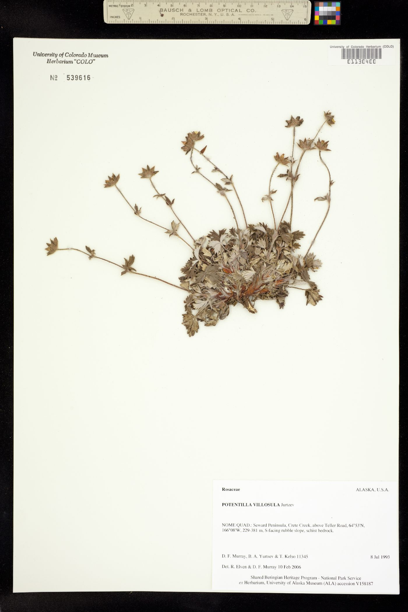 Potentilla villosa image
