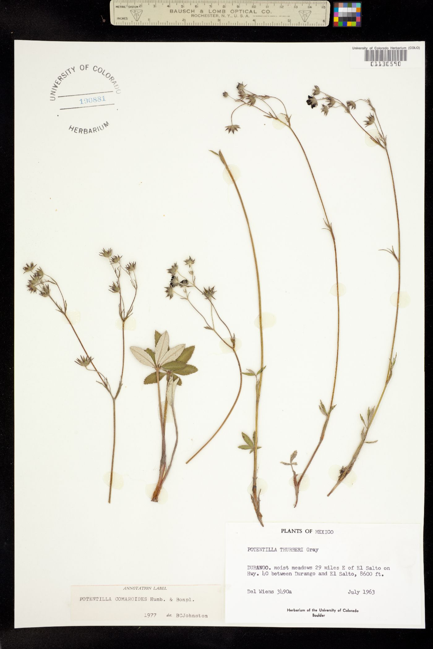 Potentilla comaroides image