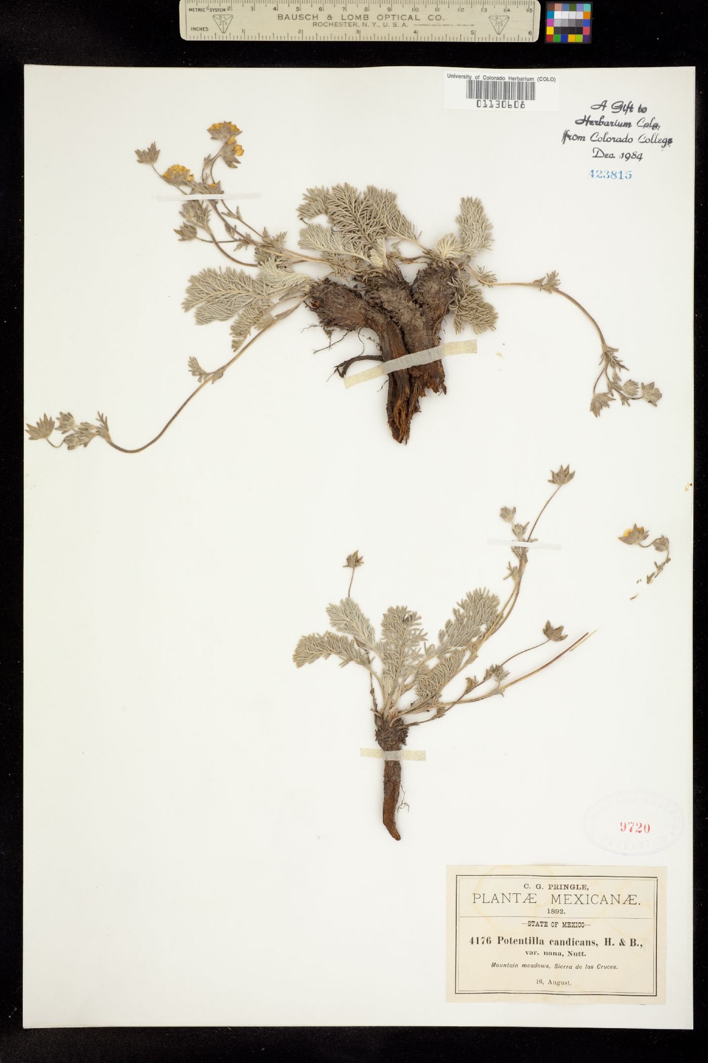 Potentilla candicans image