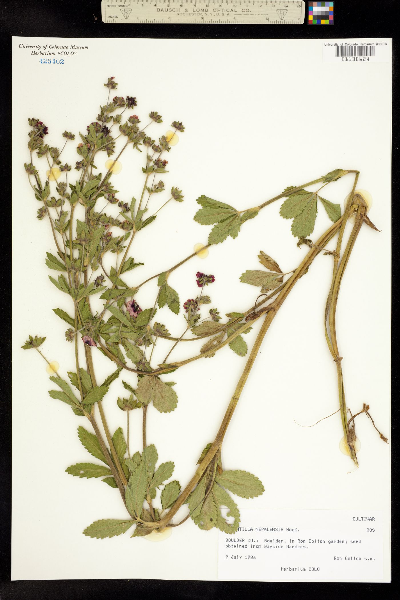 Potentilla nepalensis image