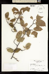 Prunus americana image
