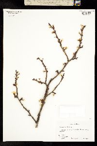 Image of Prunus insititia