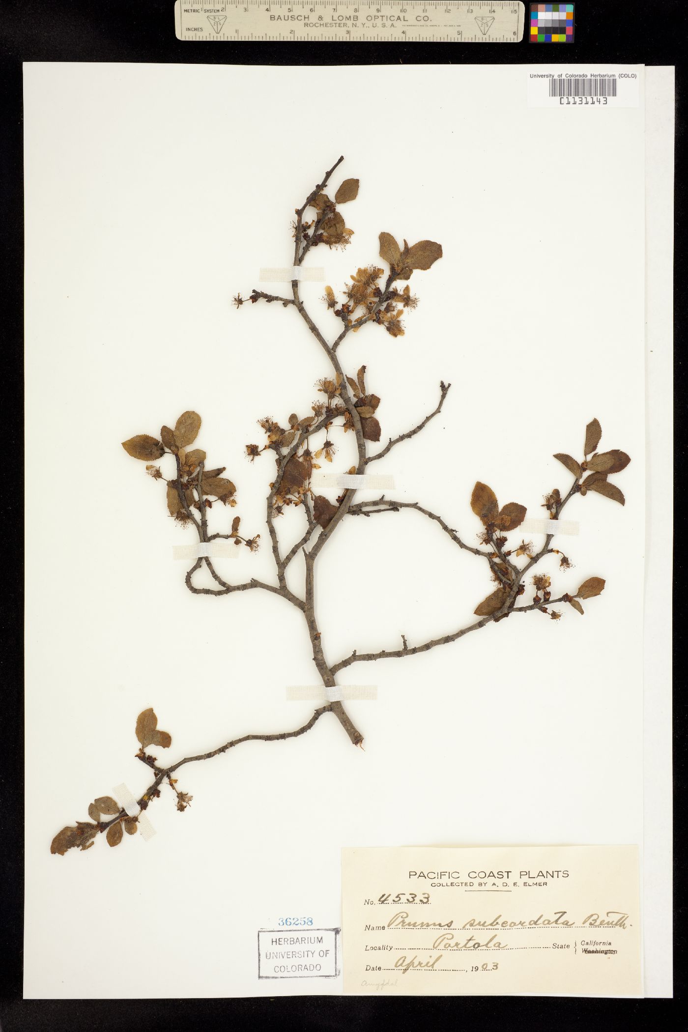 Prunus subcordata image