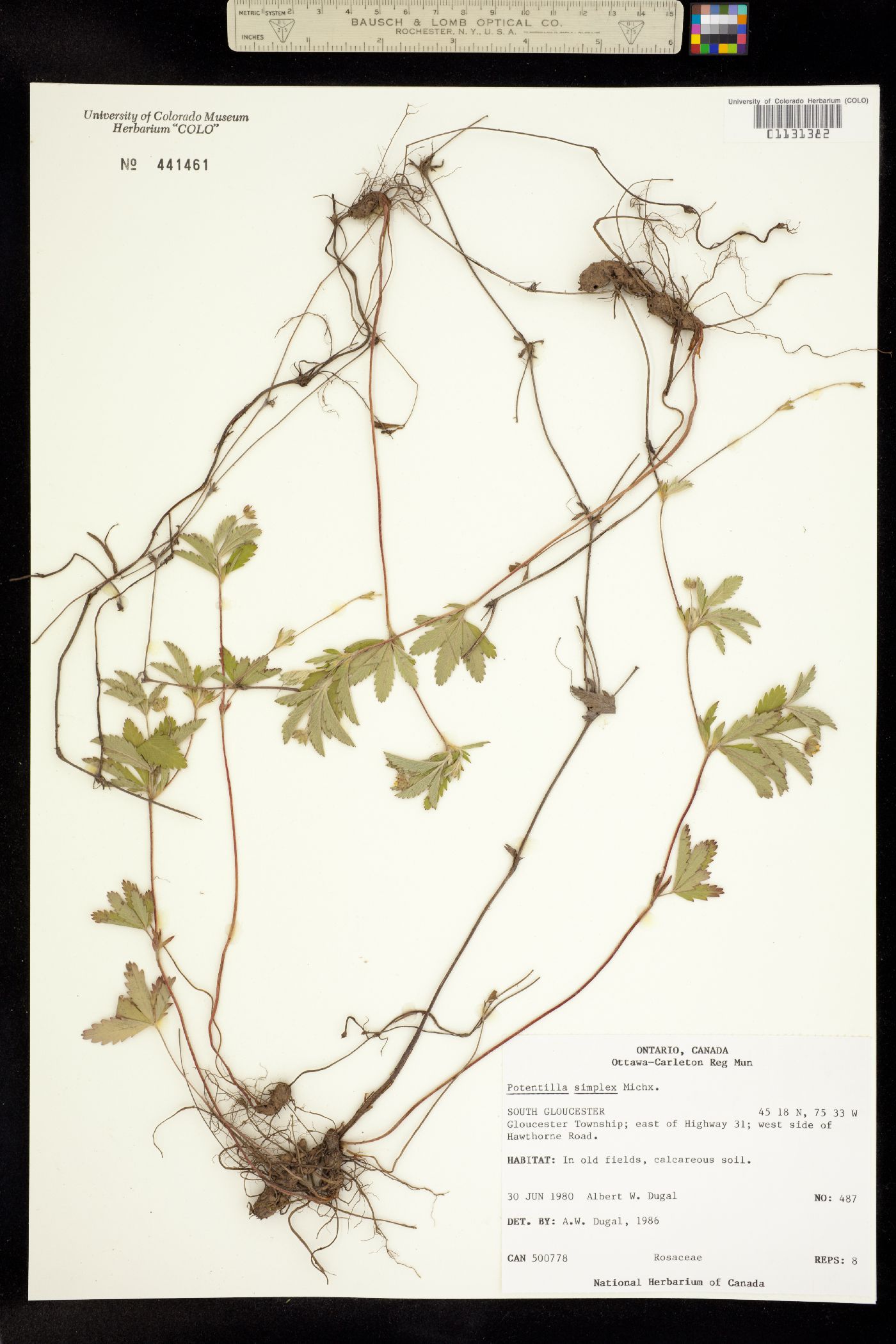 Potentilla simplex image