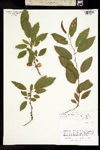 Image of Prunus domestica