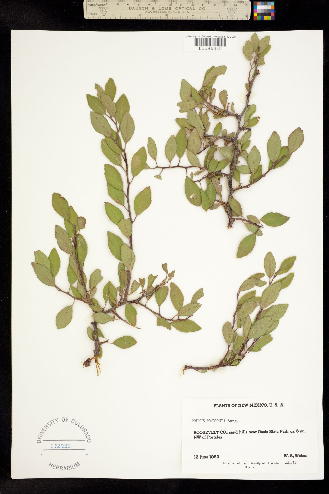 Prunus watsonii image