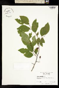 Image of Prunus umbellata